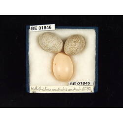 <em>Cuculus pallidus</em>