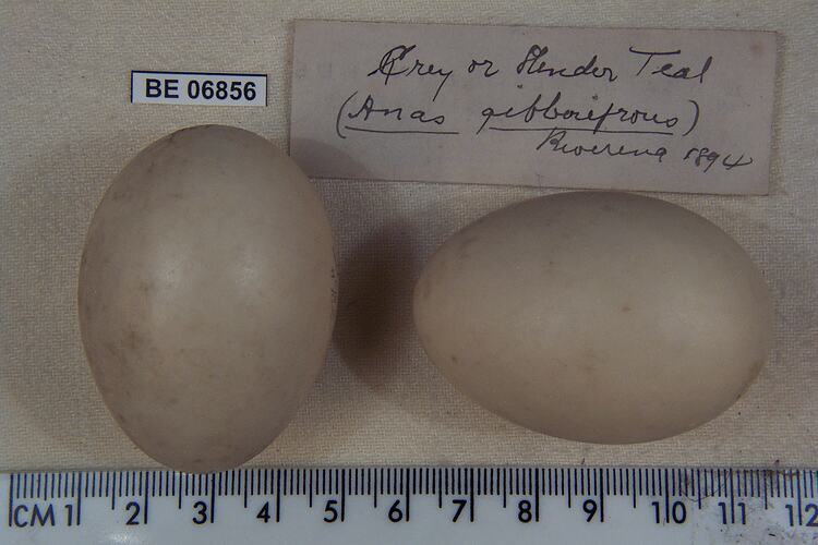 Two bird eggs and specimen labels beside ruler.