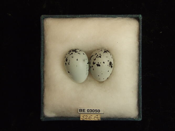 Two bird eggs in box with labels.