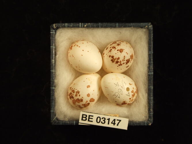Four bird eggs in box with labels.