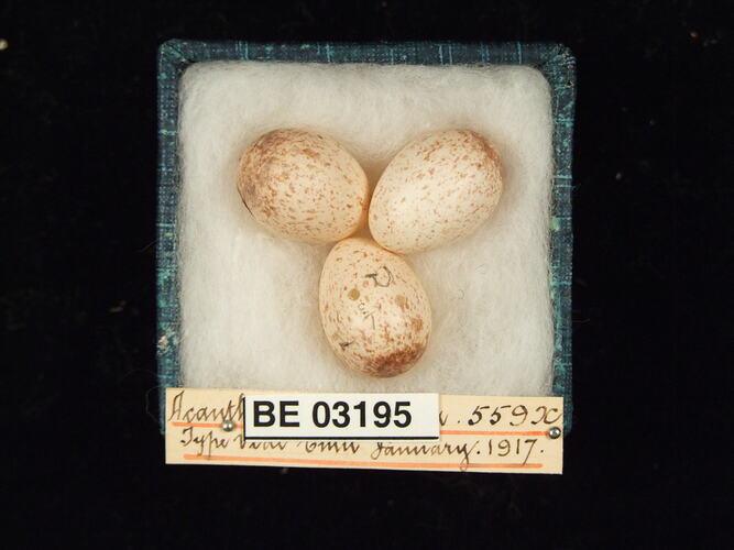 Three bird eggs in box with labels.