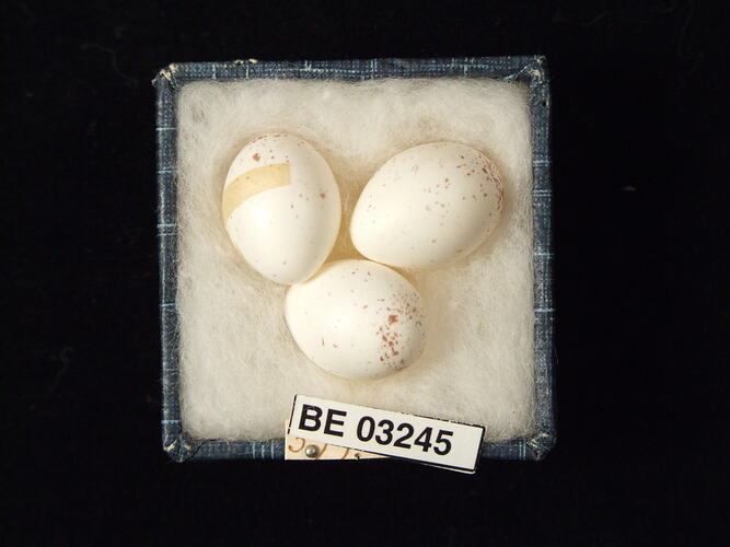 Three bird eggs in box with labels.