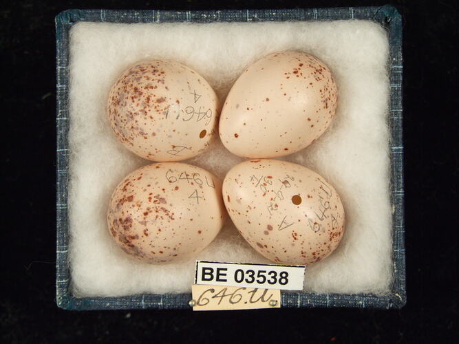 Four bird eggs in box with specimen labels.