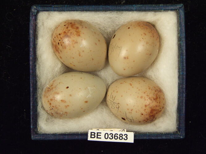 Four bird eggs in box with specimen labels.