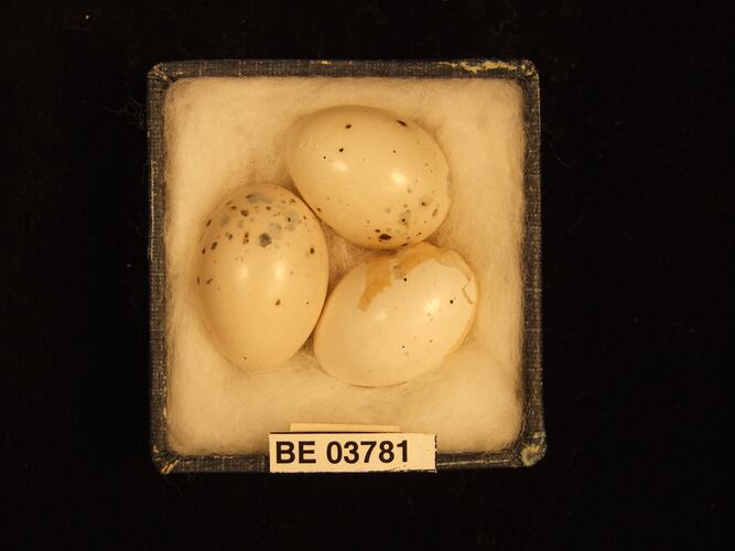 Three bird eggs in box with specimen labels.