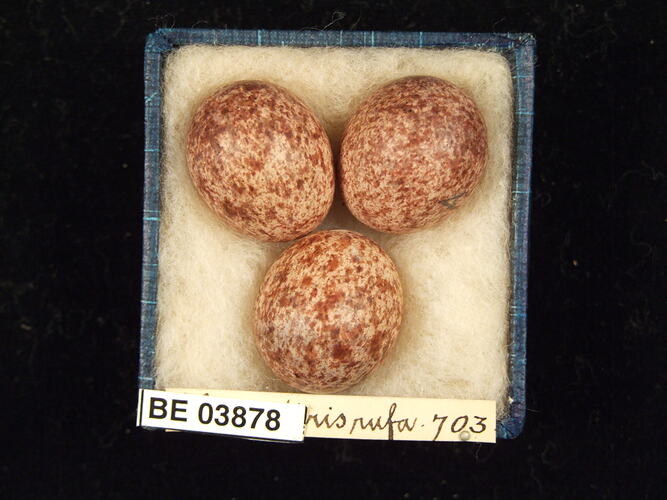 Three bird eggs in box with specimen labels.