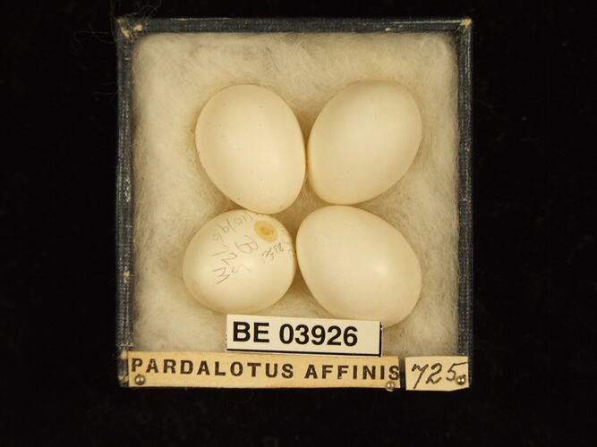 Four bird eggs in box with specimen labels.