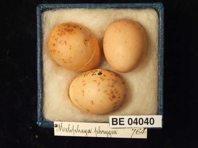 Three bird eggs in box with specimen labels.