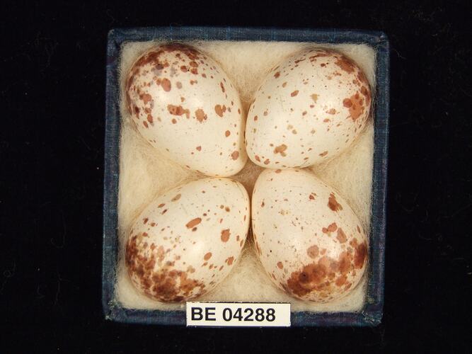 Four bird eggs in box with specimen label.