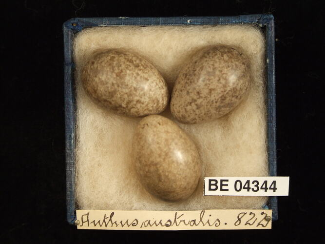 Three bird eggs in box with specimen labels.