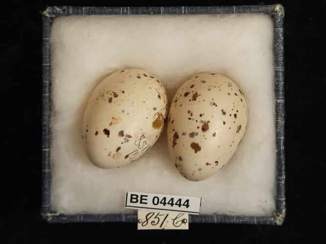 Two bird eggs in box with specimen labels.