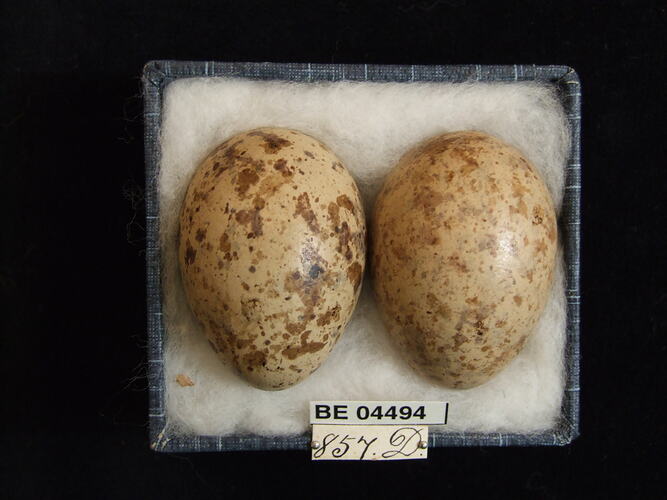 Two bird eggs with specimen labels in box.