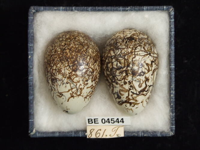Two bird eggs with specimen labels in box.