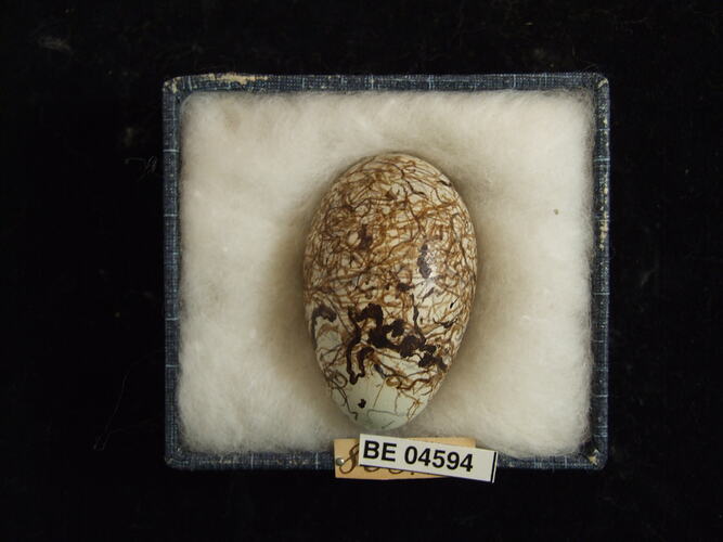 Bird egg with specimen labels in box.