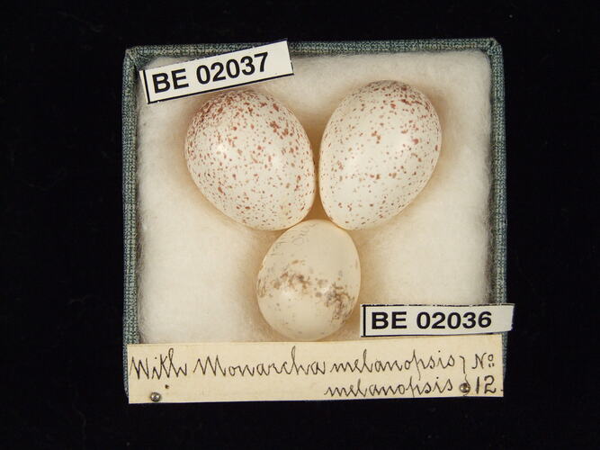 Three bird eggs with specimen labels in box.