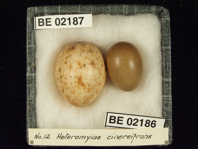 Two bird eggs with specimen labels in box.