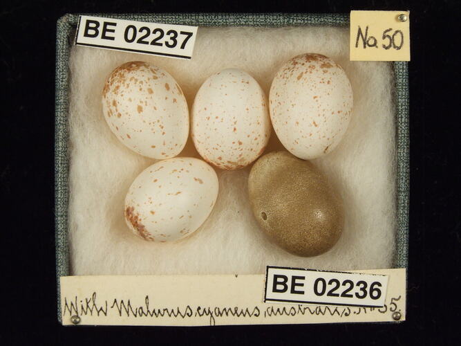 Five bird eggs with specimen labels in box.