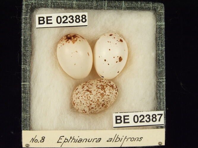 Three bird eggs with specimen labels in box.
