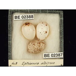 <em>Chrysococcyx basalis</em>