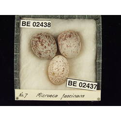 <em>Chrysococcyx basalis</em>