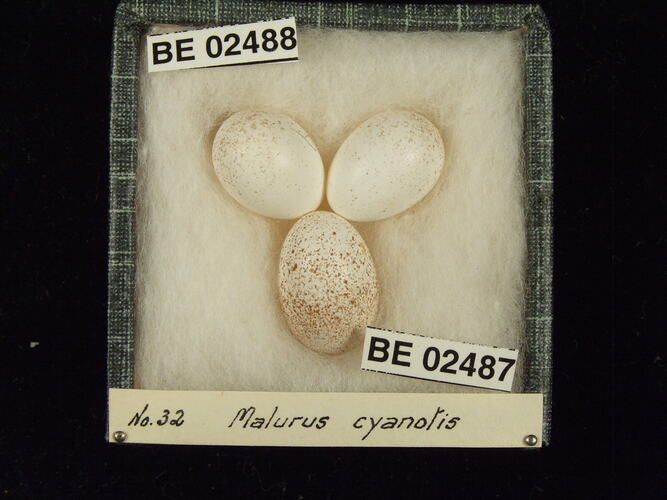 Three bird eggs with specimen labels in box.