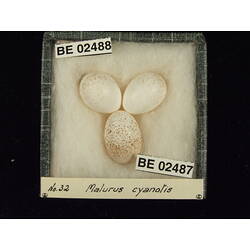 <em>Chalcites basalis</em> (Horsfield, 1821)