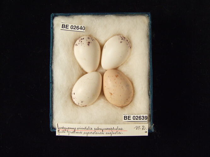 Four bird eggs with specimen labels in box.