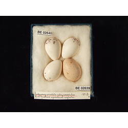 <em>Eudynamys orientalis subcyanocephalus</em> Matthews, 1912