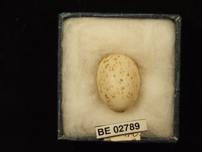 Bird egg with specimen label in box.