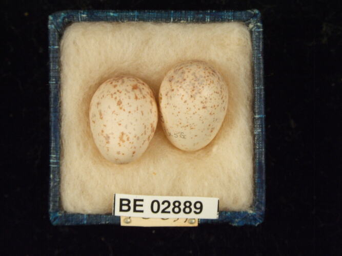 Two bird eggs with specimen labels in box.