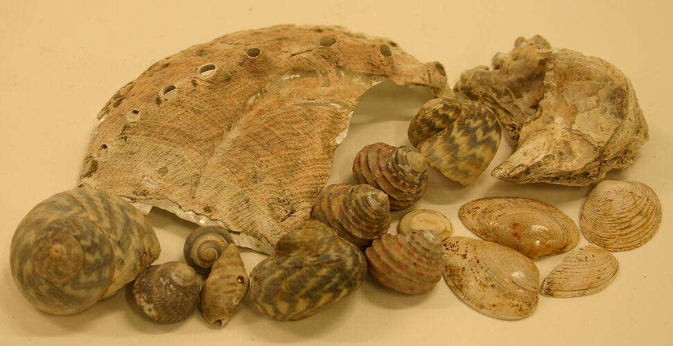 Shell - other