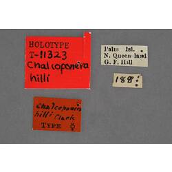 Entomology type specimen labels.