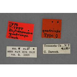 Entomology type specimen labels.