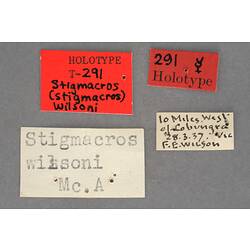 Entomology type specimen labels.