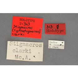 Entomology type specimen labels.