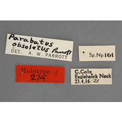 Entomology type specimen labels.