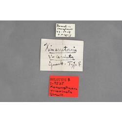 Entomology type specimen labels.