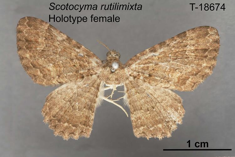 Moth specimen, female, dorsal view.