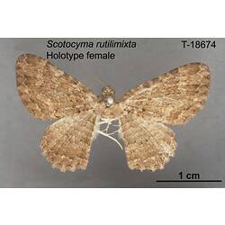 Moth specimen, female, dorsal view.