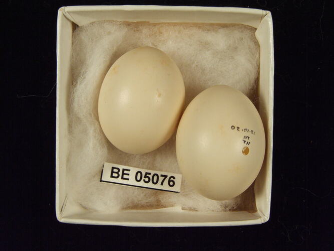 Two bird eggs with specimen label in box.