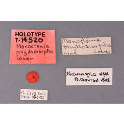 Entomology type specimen labels.