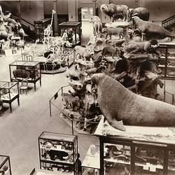 Interior view of museum. Taxidermied animals in glass cabinets. Walrus in foreground, animal 'mountain' behind