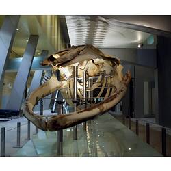 Whale skeleton in gallery viewed from front of skull.