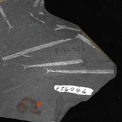 <em>Climacograptus</em> cf <em>bicornis peltifer</em> Lapworth, 1876
