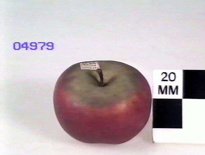 Apple Model, Yates