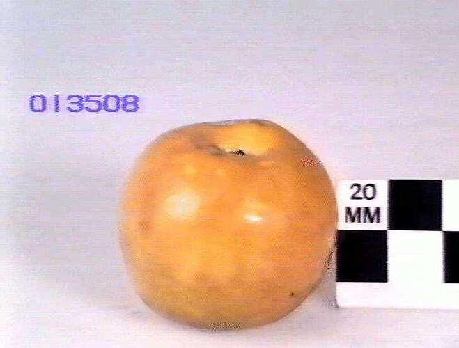 Apple Model, Crow's Egg