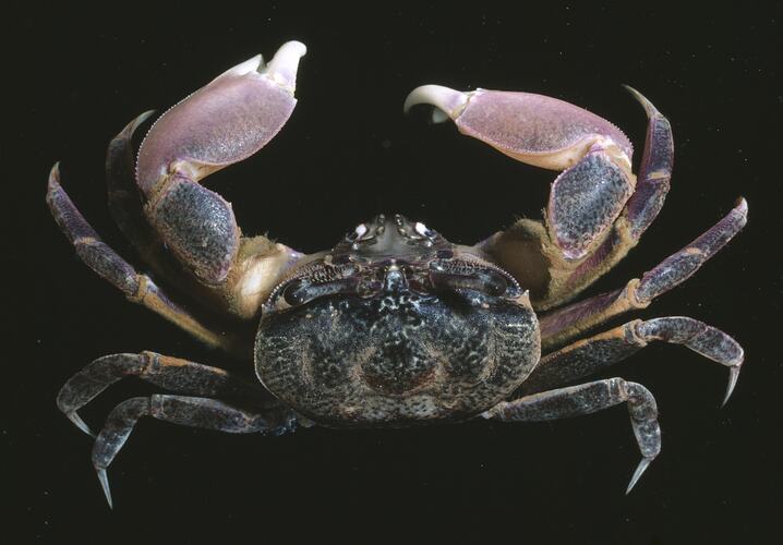Top view of crab with pink claws.