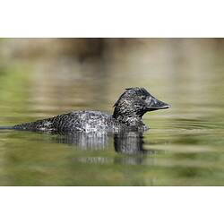 A Musk Duck floating in the water, surrounded by ripples.