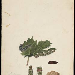 Watercolour and pencil iIllustration - Agarista glycinae, The Vine Day-moth, Arthur Bartholomew