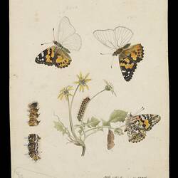 Coloured illustration of butterflies on flowers.